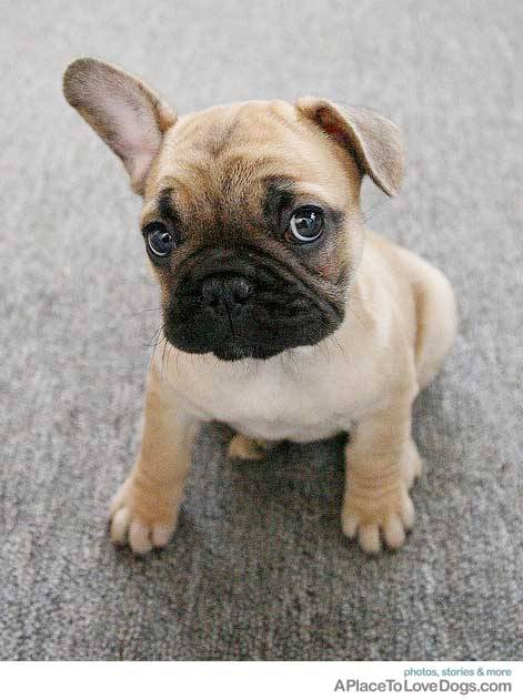 aplacetolovedogs:  over_slept 8 week old French Bulldog Rue’s first day home, looking so cute with one floppy ear