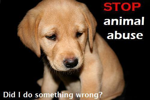 animal testing cruelty pictures. Animal Cruelty.