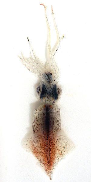The Sparkling Enope Squid (Watasenia scintillans), also known as the Firefly 
