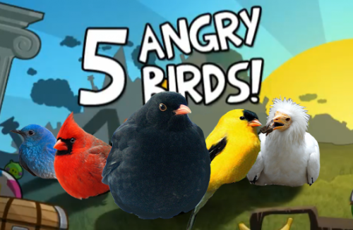 The Real Angry Birds!