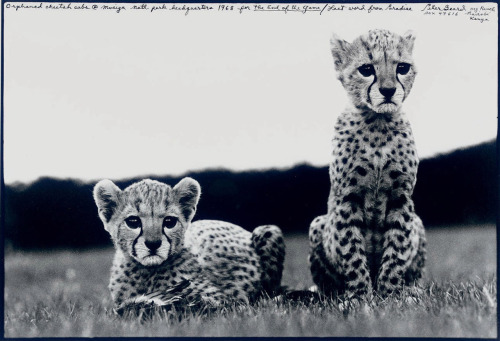 melisaki:órfãos….  orphaned cheetahs photo by Peter Beard,The End of the Game series, Mweiga National Park, Kenya 1968 