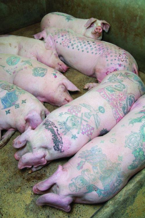 Delvoye's tattooed pigs were banned from the Shanghai Contemporary Art Fair 