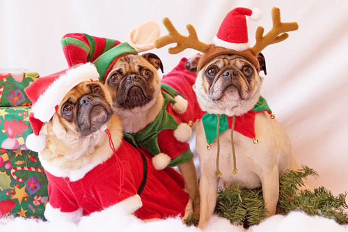 Cute Pics Of Pugs. HOW CUTE!! also these pugs