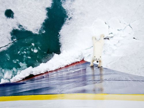 norway wallpaper. Polar Bear, Norway Photograph