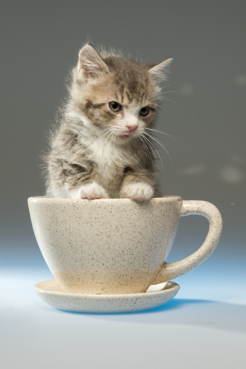 Coffee Cup Cats 120