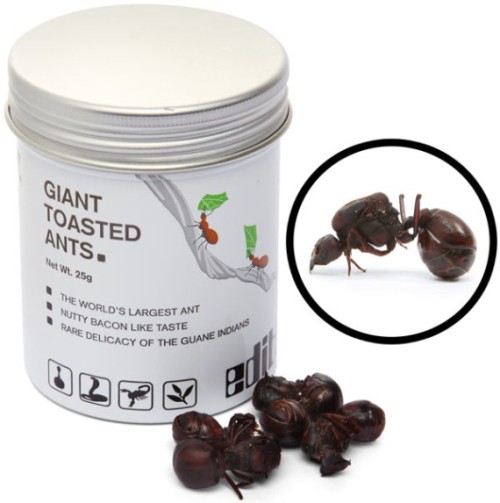 Edible Giant Toasted Leafcutter Ants | Gadgets
