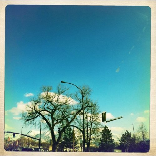 Love this tree (Taken with instagram)