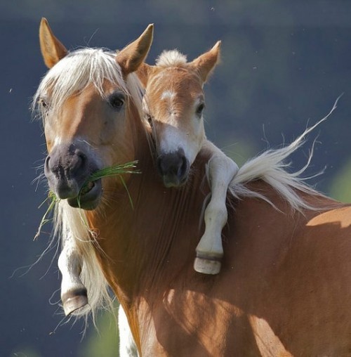 Cute Horses.