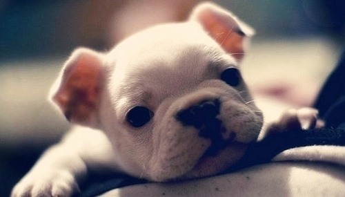 allwithin:

Oh sweet baby jesus I want this puppy!
