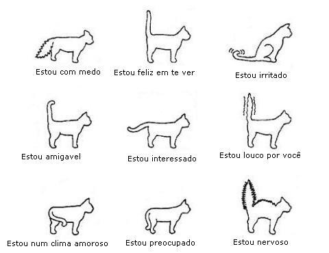 osdescolados:

Entenda seu gato :)
