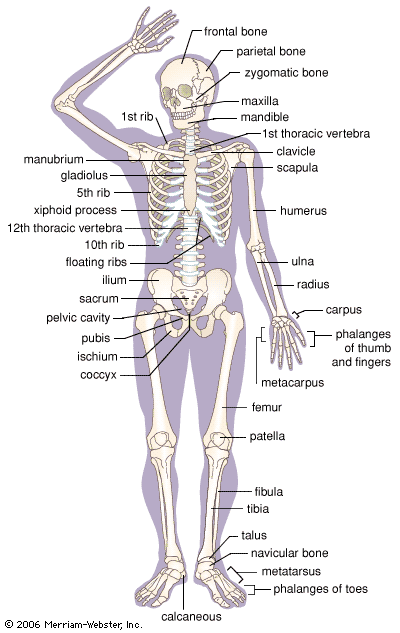 human skeleton labeled. Labeled skeleton