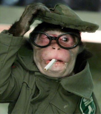 funny monkey smoking