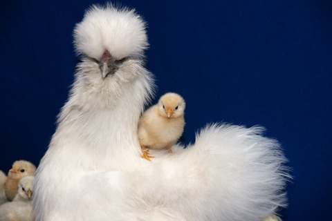 chicken breeds with pictures. SILKIE CHICKEN Silkies most