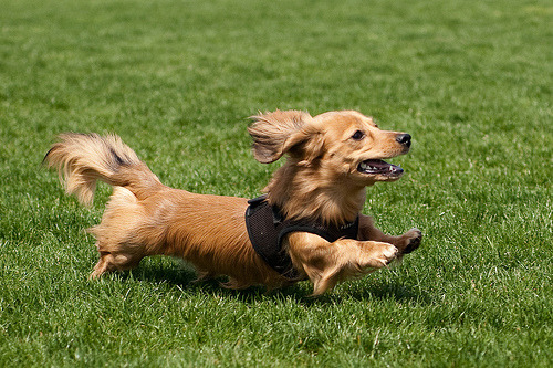 long haired dachshund photos. Happy golden long-haired