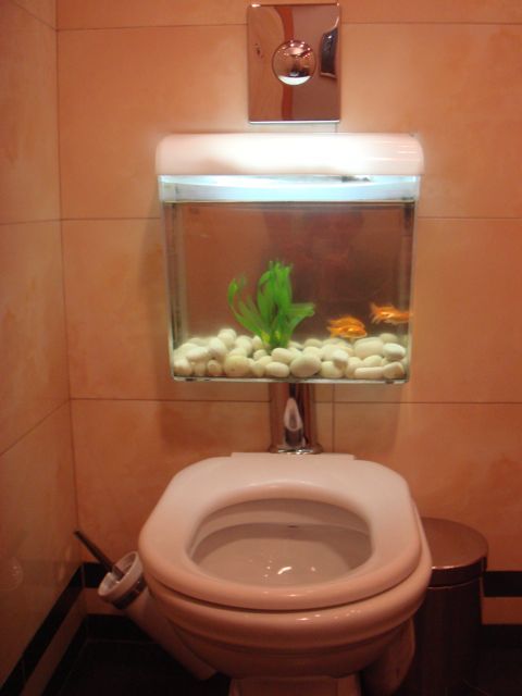aquarium fish tumblr fish for tanks 480x640