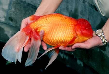 This is an Oranda goldfish, 