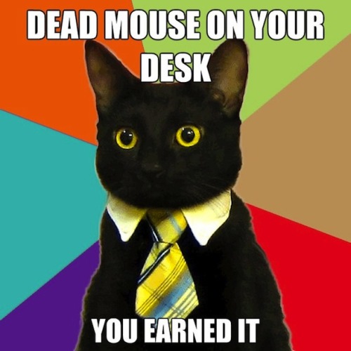 business cat meme. negaduck: usiness cat is my