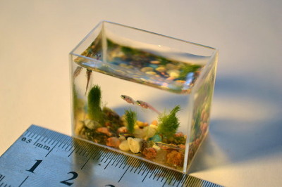 小さな魚たちが泳ぐ世界一小さな水槽、ロシアで作成 - GIGAZINE