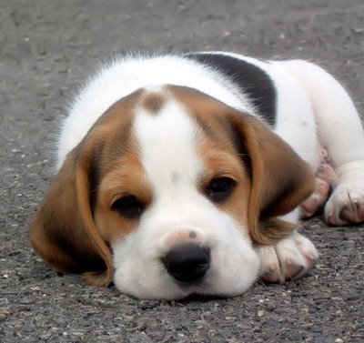 Puppy on Have A Beagle And Carry On