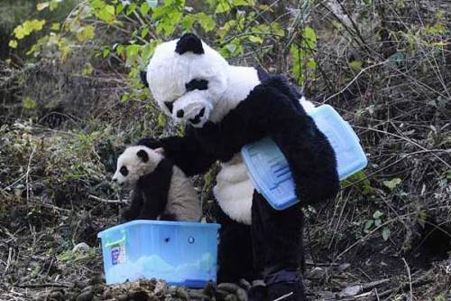 Researchers dressed as giant pandas prepare panda cub for the wild in 
