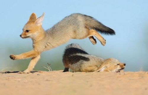 red fox jumping. The quick red fox is jumping