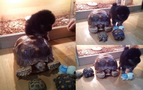 [TRANS] @kjjzz: our house&#8217;s animal farm (the animal inside) must live in harmony. Do not go into the nest of the tortoise, estimate the shit will be pile up. Ps.TA had reached safely lucky!  (translated by: @ljhamanda) 