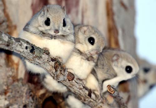 Image result for baby japanese flying squirrel