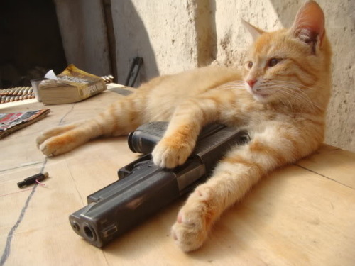 pics of funny cats with guns. Funny+cats+with+guns Back-beat on cute animals about animals goals