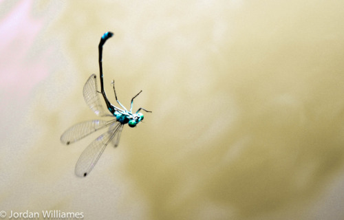 RT @ChrisTwitery
A dragonfly floats / in the pearl of the morning / gossamer dancer
#haiku

jwilliames:

i found this awesome electric blue dragon fly, it looked cool, so i took a pic, as u do
