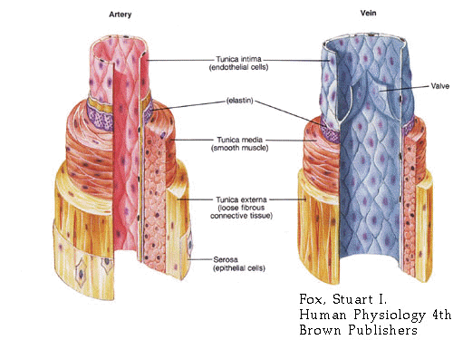 veins and arteries of body. Arteries Vs. Veins Arteries: