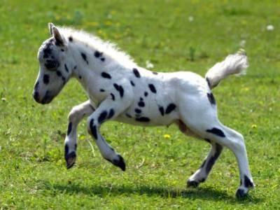 Pictures Baby Horses on Tumblr Ljvs2lfimu1qi4ucgo1 400 Jpg