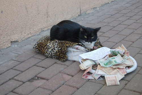 
This is a cat begging for money in Minsk, Belarus. He stays on one place with a note that reads “need money for meat and fish, bless you”. He doesn’t leave his place and protects the money. His owner, an old woman, was found nearby. She said that she had rescued the cat from the streets, but at that time she had already owned 6 cats and couldn’t feed them all, so she decided to let the cat earn money for itself.
