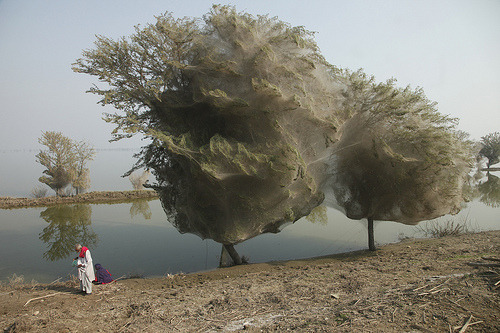 (via Spiders in Pakistan encase whole trees in webs | MNN - Mother Nature Network)