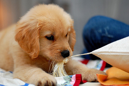 cute golden retriever puppy pics. This is so cute~ I love golden
