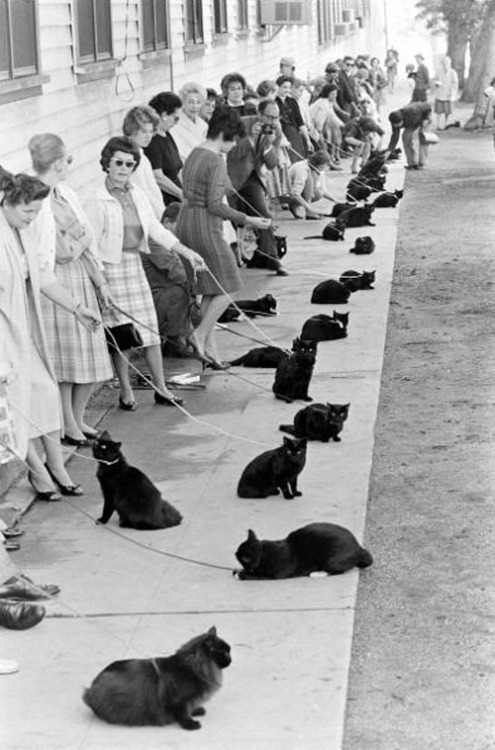 
Hollywood Auditions for Black Cat, 1961.
