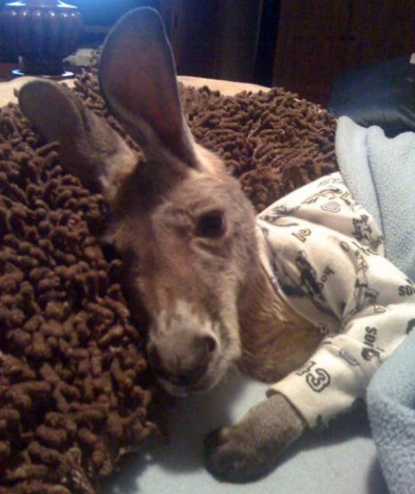 the-absolute-funniest-posts:lolsofunny:drop everything this is a baby kangaroo in pajamas.