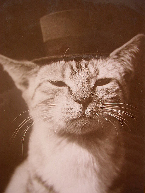 top hat cat. Vintage cat in Top Hat. by
