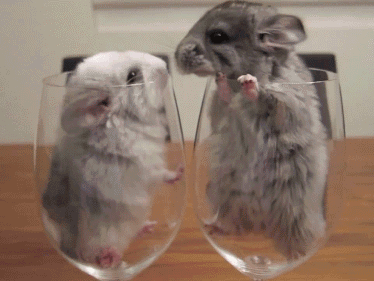 waiter, there’s a chinchilla in my glass