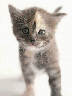 (via Funny Animals Cute Animals Animated Gif Animated Gifs Cats Comment for Myspace, Twitter, Facebook)
