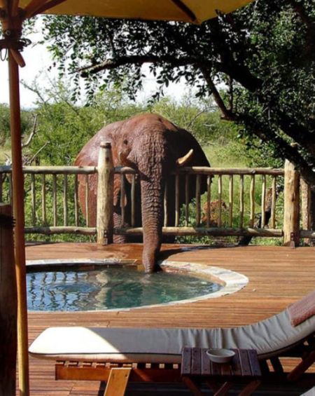 no elephant theres chlorine in that :(
