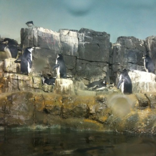 central park zoo penguins. Tagged: mypic, . Fuck yeah
