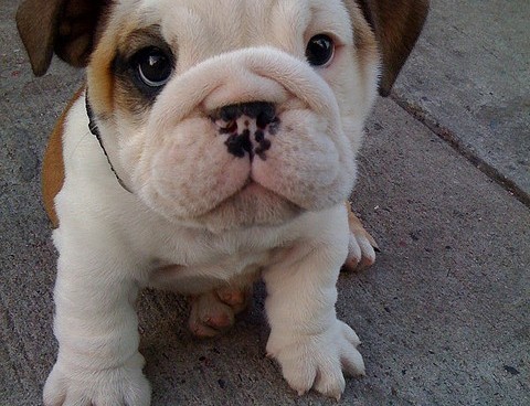 cutest puppy ever. CUTEST. PUPPY. EVER.