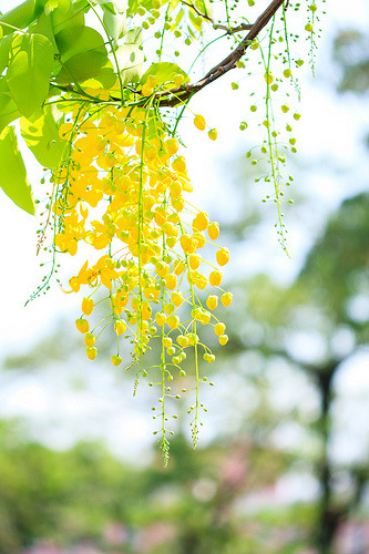 prettylittleflower:

Summer Time (by samyaoo 山姆搖)
