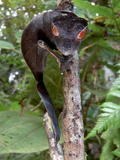 satanic leaf tailed gecko. The satanic leaf-tailed gecko