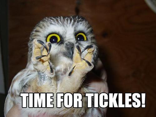 Tickle Torture One Direction