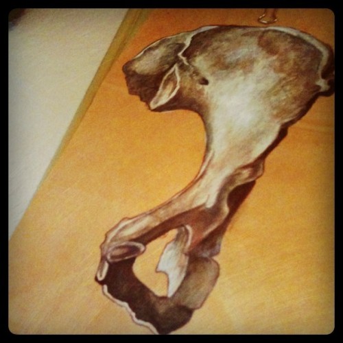 Hipbone anterior acrylic on paper bag. Always fun to practice making bones.  (Taken with instagram)