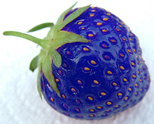Photoshopped Blue Fruit
Make up a post about how this is some sort of super rare berry found only in mountainous regions of China and Tibet.
Claim that this fruit has recently been found by to reverse the signs of aging and damage to the brain caused by Alzheimer’s.
End post with some obnoxious sentiment about the wonders of nature that have still yet to be found, and how science has barely scratched the surface.
Receive 200,000 notes.
