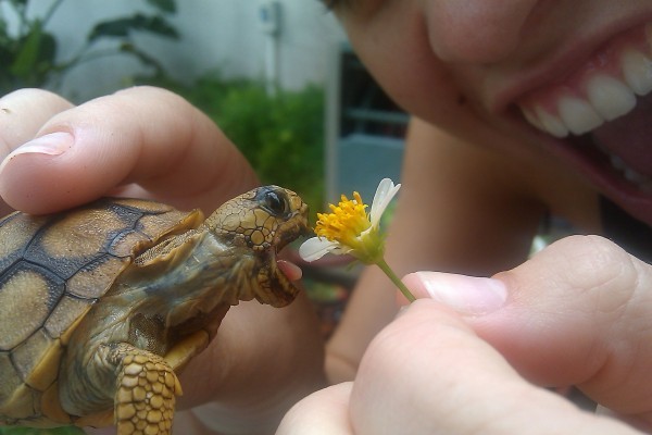 fresh-lilacs:

tranquility-kids:

native—kiddies:

exotic—kids:

ANOTHER TURTLE *_*



cute!!!!!!!!
