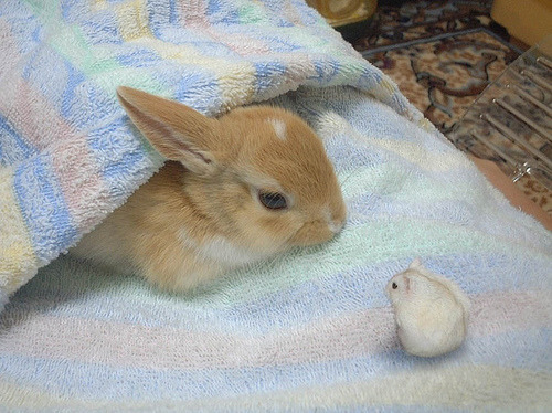cute dwarf bunny