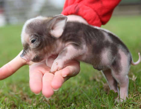 Small Piggy